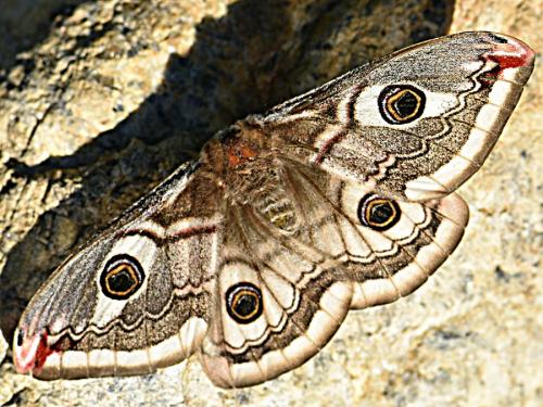 Saturnia sp.